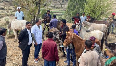 Inspection of Horses and Mules by Vets