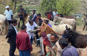 पशु चिकित्सा अधिकारी द्वारा घोड़े का उपचार