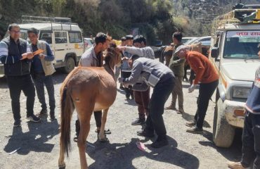 Health Check up of Equines by Vets