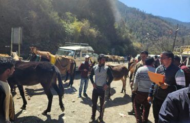 Equines present in the camp