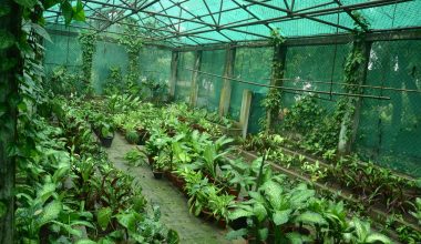 The Green House