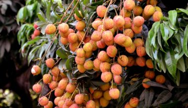 The Litchi Garden