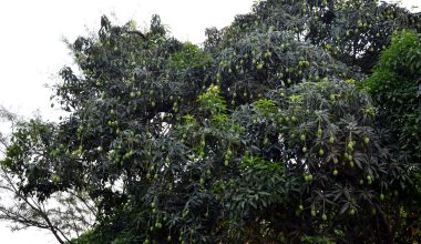 The Mangoes