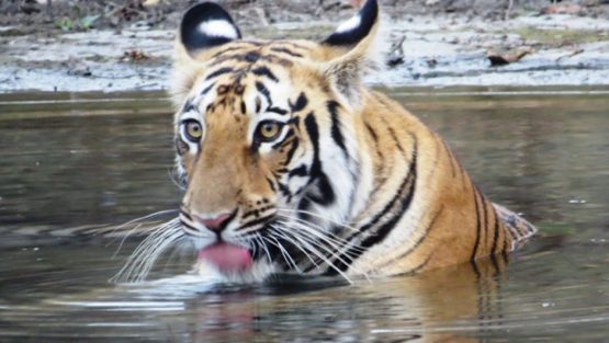 Tipeshwar wild life sanctuary