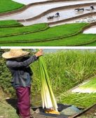 Sustainable