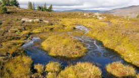 Peat Bogs