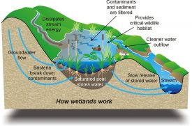 Wetland Restoration