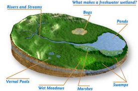 freshwater Wetlands