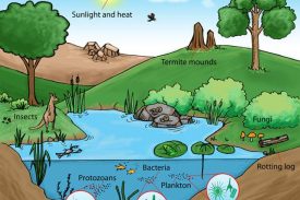 Wetland Ecosystem