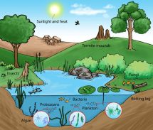 Wetland Ecosystem