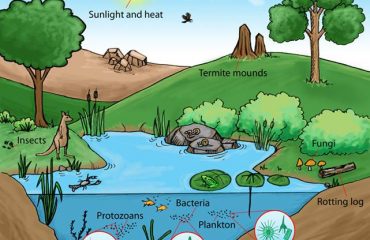 Wetland Ecosystem