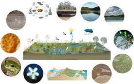 Wetland