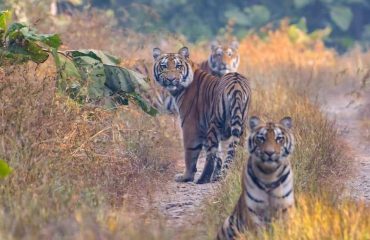 Tiger Watching Something