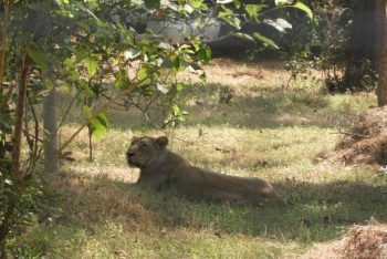 silvasa lion safari