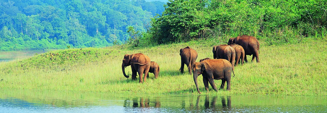 Wildlife Picture