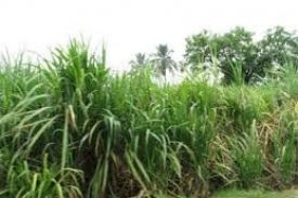 cane field