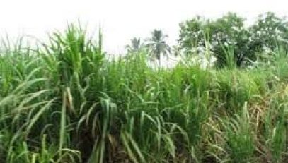 cane field
