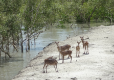 sunderban