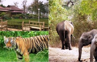 Valmiki Nagar National Park and Tiger Reserve West Champaran