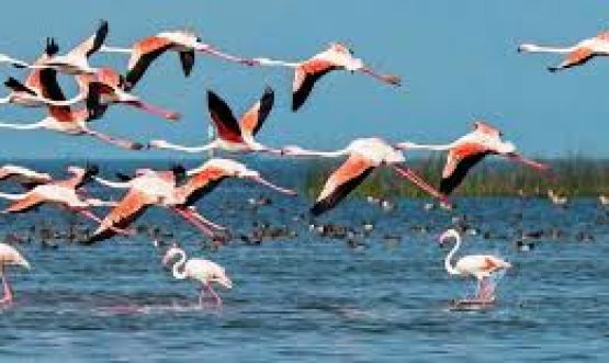 Kusheshwar Asthan Bird Sanctuary