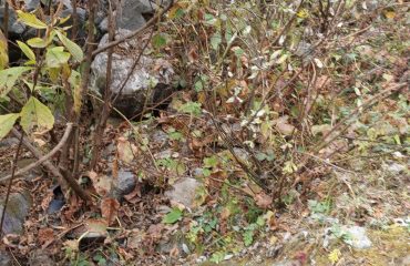 उत्तराखंड राज्य आपदा प्रबंधन प्राधिकरण का बचाव प्रशिक्षण