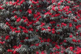 State tree