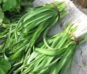kolibhaji