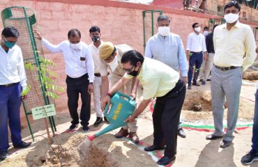 Plantation Week 15 to 23 August 2020.