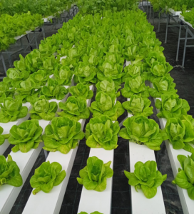 Comparative cultivation and biochemical analysis