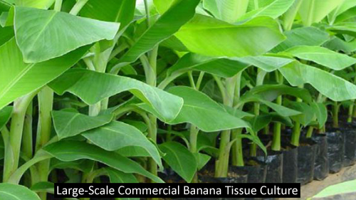 Banana Tissue Culture - Technology for Commercial Production