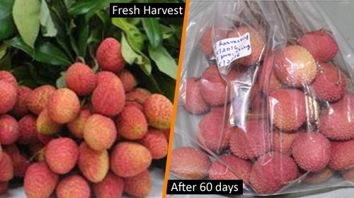 Long Lasting Litchi - Opening New Trade Avenues