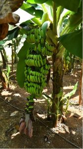 BARC Unveils First Mutant Banana Variety to Benefit Farmers