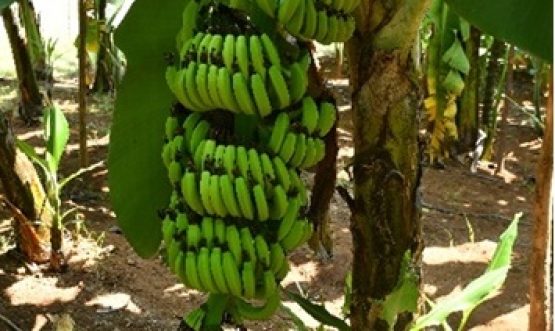 BARC Unveils First Mutant Banana Variety to Benefit Farmers
