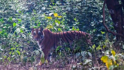 Amangarh Tiger