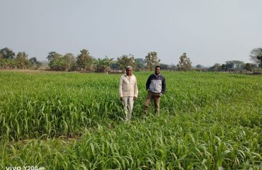 Fodder Development