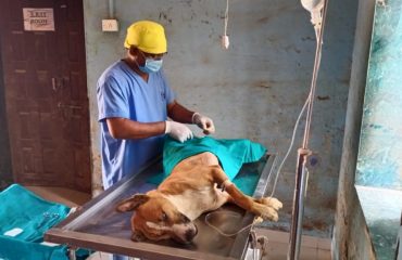 Veterinary Services