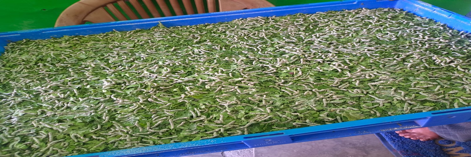 Silkworm Rearing