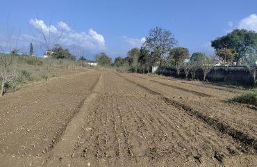 Mulberry Nursery