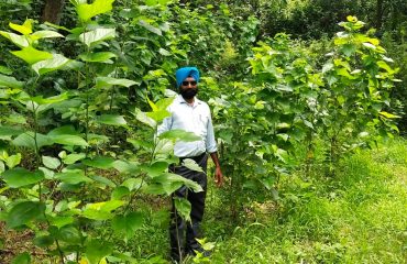 Mulberry Plantation