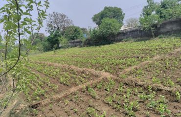 Mulberry Nursery