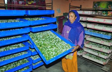 Silk Rearing