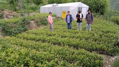 Manipuri Banj Nursery