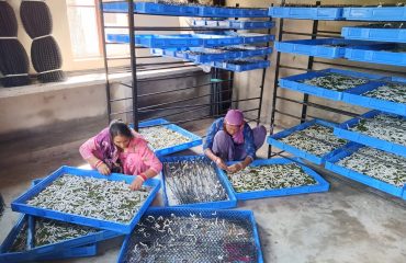 Silk Rearing