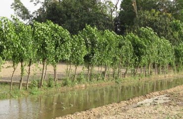 Mulberry Plantation