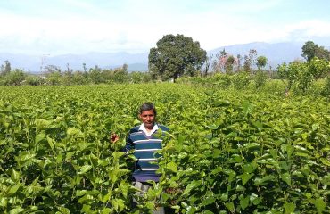 Mulberry Plantation