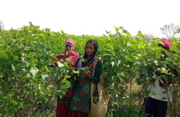 Mulberry Plantation
