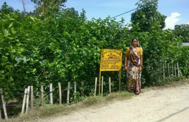 Mulberry Plantation