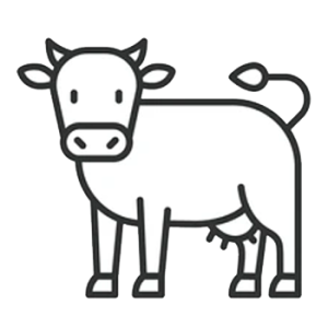 animal