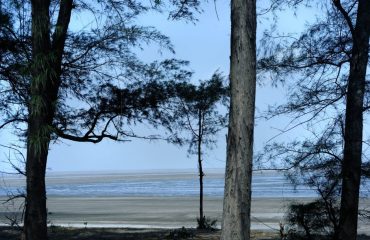 जैम्पोर बीच पेड़ का दृश्य