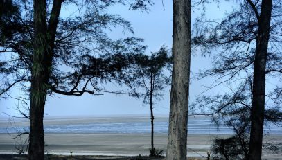 Jampore Beach tree view